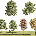 arbor tree landscape tree pool arbor street tree maple tree courtyard tree pomegranate tree apple tree orange tree peach tree 3d model