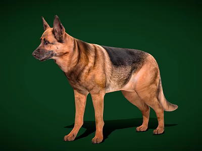 German Shepherd Portrait Standing in Side View With Brown and Black Coat Against Green Background 3d model
