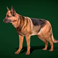 German Shepherd Portrait Standing in Side View With Brown and Black Coat Against Green Background