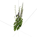 Vibrant Purple Flowers With Fresh Green Leaves And Healthy Stems