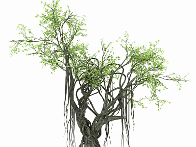 Tropical Tree With Twisted Trunks Hanging Aerial Roots And Fresh Green Leaves 3d model