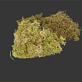 Natural Preserved Moss in Various Green Brown and Yellow Textures for Decor