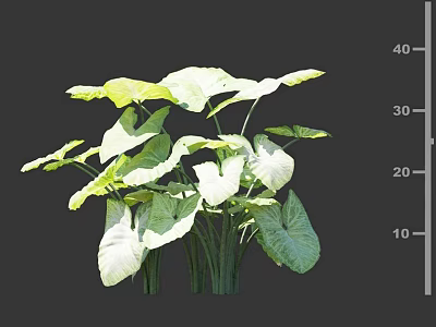 Large Green Leafy Plants With Broad Leaves And Height Measurement Scale 3d model
