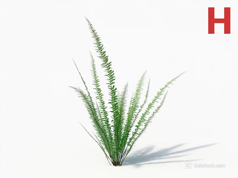 Elegant Green Fern Plant With Long Slender Leaves For Indoor Decor 3d model 