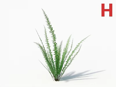 Elegant Green Fern Plant With Long Slender Leaves For Indoor Decor 3d model