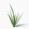 Elegant Green Fern Plant With Long Slender Leaves For Indoor Decor