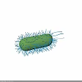 Green Bacterial Cell Structure With Blue Hair Like Cilia And Flagella