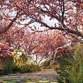 Blooming Cherry Tree With Pink Blossoms Interlacing Branches Garden Pathway Stones And Greenery