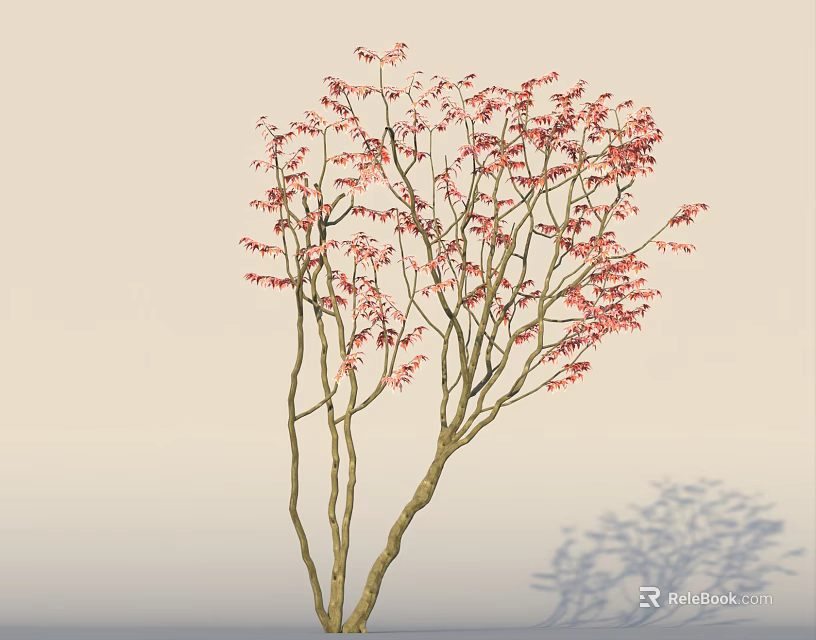Pink Flowering Arbor Tree with Multiple Branches Light Background and Shadow on Ground 3d model
