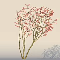 Pink Flowering Arbor Tree with Multiple Branches Light Background and Shadow on Ground 3d model