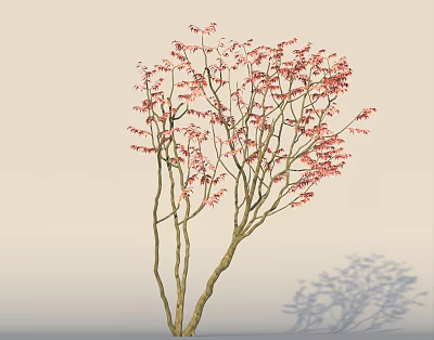 Pink Flowering Arbor Tree with Multiple Branches Light Background and Shadow on Ground 3d model