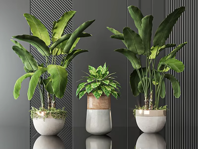 Indoor Potted Plants with Large Green Leaves in Various Ceramic Pots on Dark Striped Background 3d model