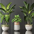 Indoor Potted Plants with Large Green Leaves in Various Ceramic Pots on Dark Striped Background