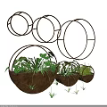 Hanging Basket Plants With Metal Circular Frames And Green Foliage For Indoor Decoration