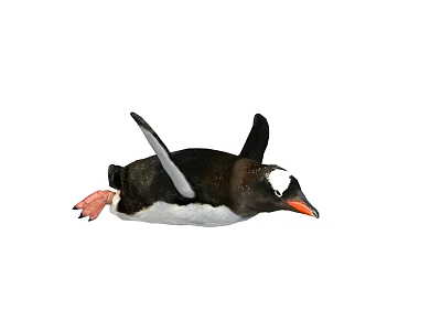 Adorable Black And White Penguin With Orange Beak And Pink Feet Swimming Gracefully 3d model