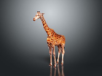 Giraffe Low Model Giraffe African Animal Toy Giraffe Muppet Toy Animal Cartoon Giraffe 3d model