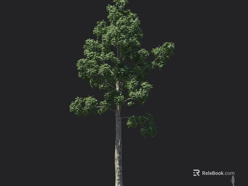 Single Tall Arbor Tree Featuring Straight Trunk Green Leaves And Lush Branches 3d model 