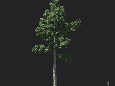 Single Tall Arbor Tree Featuring Straight Trunk Green Leaves And Lush Branches 3d model