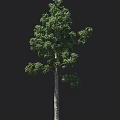 Single Tall Arbor Tree Featuring Straight Trunk Green Leaves And Lush Branches
