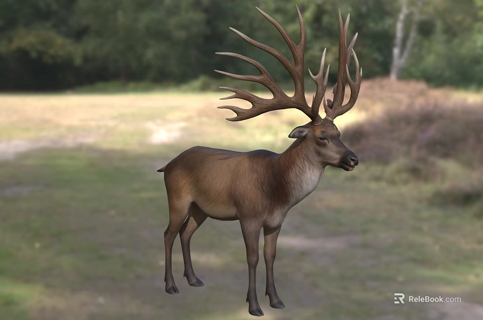 Majestic Deer With Large Antlers Standing In Natural Grassland Habitat 3d model 