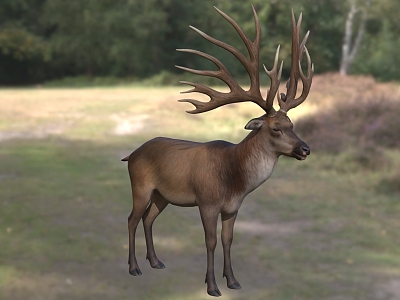 Modern True Branch Horned Deer True Branch Horned Animal Creatures 3d model