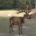 Majestic Deer With Large Antlers Standing In Natural Grassland Habitat