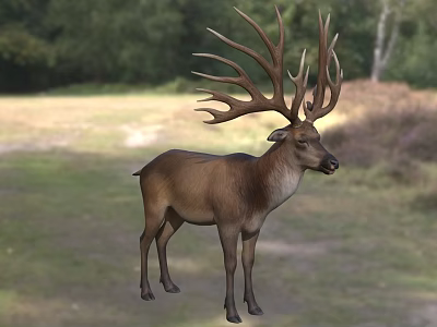 Majestic Deer With Large Antlers Standing In Natural Grassland Habitat 3d model