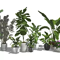 Various Indoor Potted Plants With Diverse Green Leaves And Different Ceramic Pots
