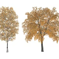 Two Tall Deciduous Trees With Lush Yellow Autumn Leaves And Smooth Trunks