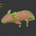 Unique Pink Axolotl Aquatic Animal With Red Feathery Gills Smooth Body And Limbs