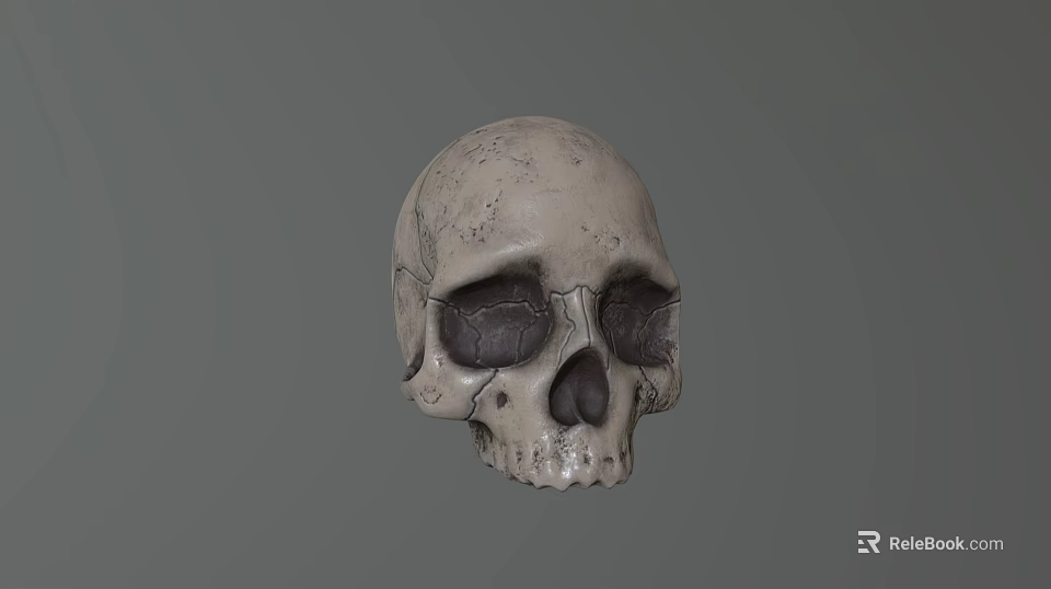 Detailed Realistic Textured Human Skull 3D Rendered Model on Gray Background 3d model 