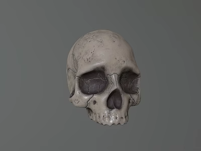Detailed Realistic Textured Human Skull 3D Rendered Model on Gray Background 3d model