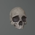 Detailed Realistic Textured Human Skull 3D Rendered Model on Gray Background 3d model