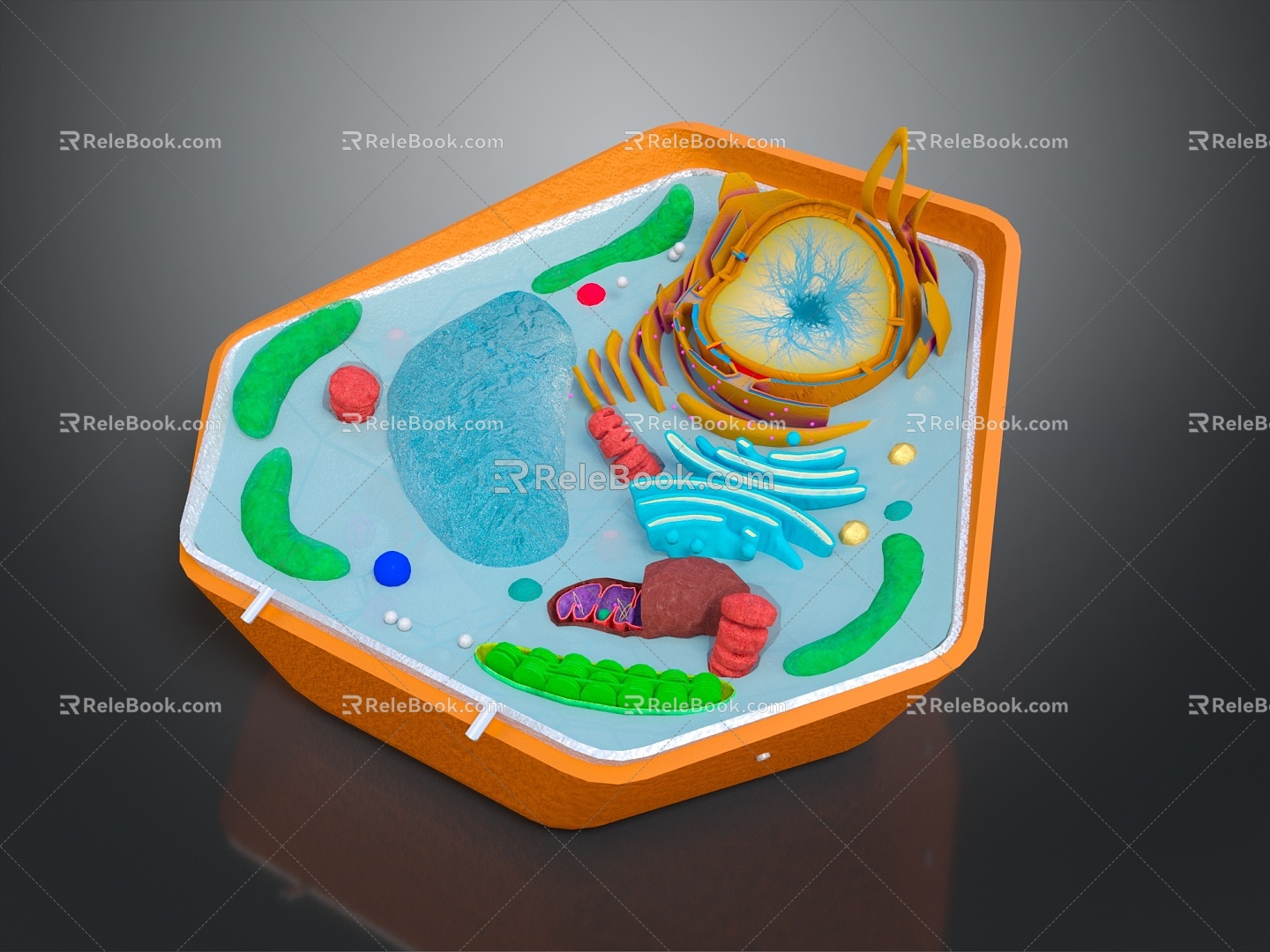 Modern Cell Plant Cell Granules Leaf Anatomical Layer Structure Leaf Decanting 3d model