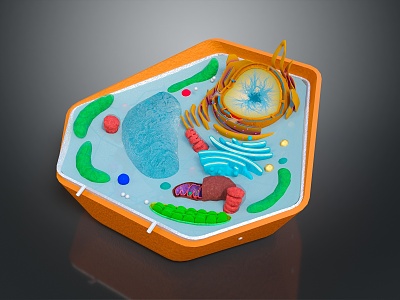 Modern Cell Plant Cell Granules Leaf Anatomical Layer Structure Leaf Decanting 3d model