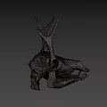 Detailed Dinosaur Skull Fossil Exhibit From University of Wyoming Collection