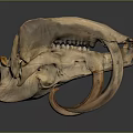 Detailed Animal Skull With Curved Tusks And Bone Structure On Dark Background