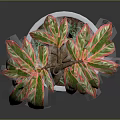 Decorative Indoor Plant With Red Green Leaves Twisted Trunk In Silver Pot With Green Grass