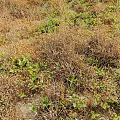 White Flowers and Grasses Growing in Natural Setting with Dried Grass and Green Foliage