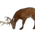 Brown Deer Ornamental Decoration Set With Large Antlers And Lifelike Design