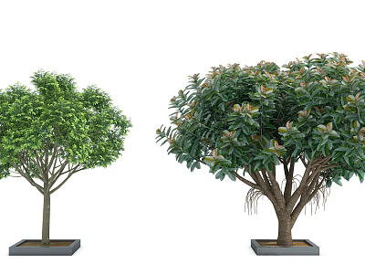 Two Arbor Trees With Green Foliage And Red New Leaves Growing In Square Garden Planters 3d model
