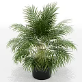Lush Green Potted Palm Plant in Black Pot with Feathery Leaves for Indoor Decoration