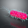 Pink Bacterium Organ Structure With Hair Like White Cilia And Reflection On Gray Background