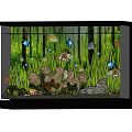 Colorful Freshwater Aquarium with Fish Aquatic Plants Rocks and Starfish Decorations