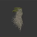 Natural Plant Structure With Green Grassy Top And Exposed Intertwined Roots