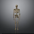 Human Skeleton Anatomical Model Displaying Body Organs And Bone Structure