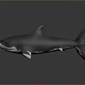 Realistic 3D Shark Model With Gray Body White Underbelly And Fins On Dark Gray Background