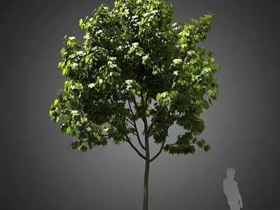 Tall Lush Green Arbor With Dense Foliage And Human Silhouette For Scale 3d model