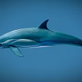 Graceful Dolphin Aquatic Animal Swimming In Blue Background With Sleek Body