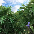 Lush Green Shrub With Glossy Leaves And Purple Flowers Under Blue Sky With Clouds